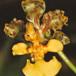 Oncidium species flower oncidium sp k