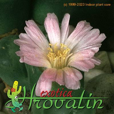 Ophthalmophyllum dinteri flower 1549