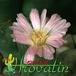 Ophthalmophyllum dinteri flower 1549