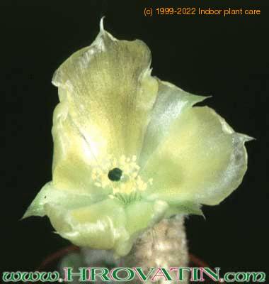 Opuntia microdasys v albispina flower 208