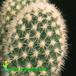 Opuntia microdasys v albispina flower 615