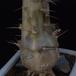 Pachypodium lamerei gniloba korenin-SIm