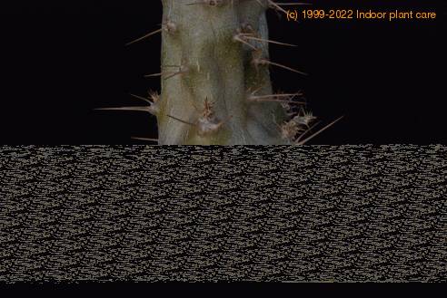 Pachypodium lamerei gniloba korenin-SIm