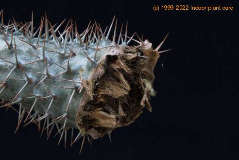 Pachypodium lamerei gniloba korenin1-SIm