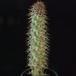 Pachypodium lamerei gniloba rastnega vrsicka-SIm