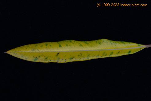 Pachypodium lamerei kloroza SIm