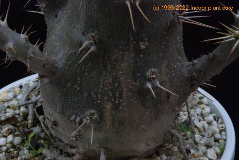 Pachypodium saundersii gniloba korenin-SIm