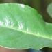 Pachypodium saundersii leaf