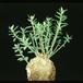 Pachypodium succulentum 1653
