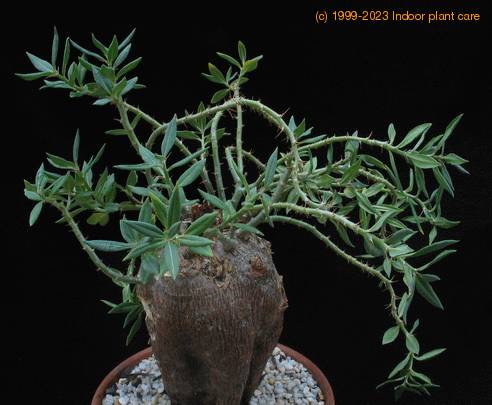 Pachypodium succulentum