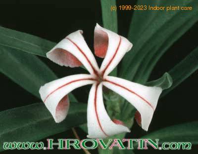 Pachypodium succulentum flower 1626