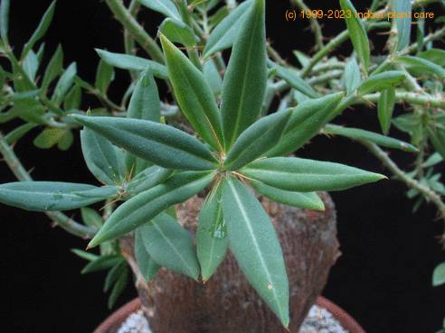 Pachypodium succulentum leaf