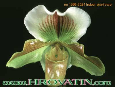 Paphiopedilum species flower 1790