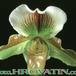 Paphiopedilum species flower 1790