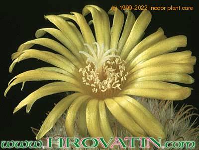 Parodia aureispina flower 293