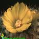 Parodia cardenasii flower 564