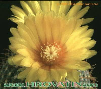 Parodia malyana flower 130
