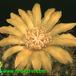 Parodia riojensis flower 567