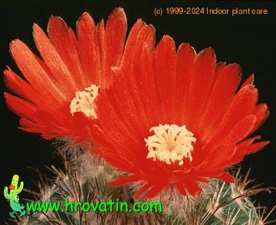 Parodia sanguiniflora flower 579