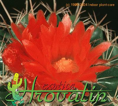 Parodia schwebsiana flower 446