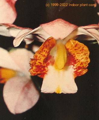 Phaius species flower phaius sp k