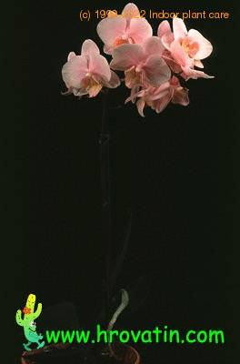 Phalaenopsis hybrid 1822