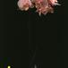 Phalaenopsis hybrid 1822