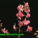 Phalaenopsis hybrid 1828