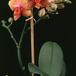 Phalaenopsis hybrid cristata 1826
