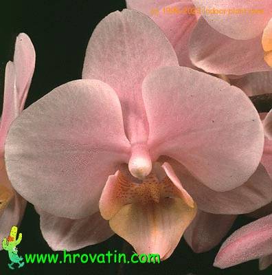 Phalaenopsis hybrid flower 1823