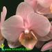 Phalaenopsis hybrid flower 1823
