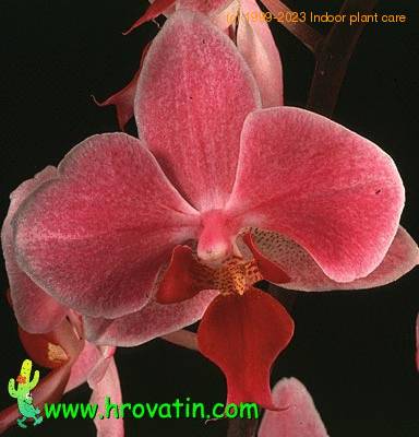 Phalaenopsis hybrid flower 1829