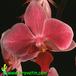 Phalaenopsis hybrid flower 1829
