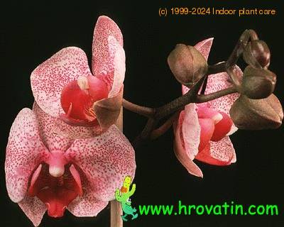 Phalaenopsis hybrid flower 1830