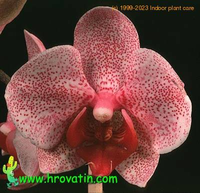 Phalaenopsis hybrid flower 1831