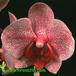 Phalaenopsis hybrid flower 1831