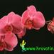 Phalaenopsis hybrid flower 1832
