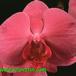 Phalaenopsis hybrid flower 1833