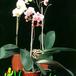Phalaenopsis sp  1770