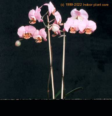 Phalaenopsis sp  1788