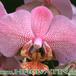 Phalaenopsis sp flower 1789