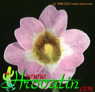 Pinguicula primuliflora thorn 1695