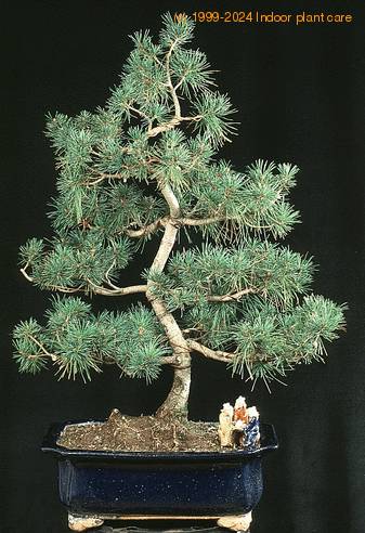 Pinus 2635