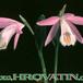 Pleione bulbocodioides flower 1772