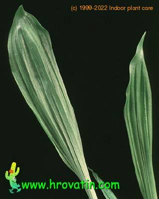 Pleione bulbocodioides leaf 1775