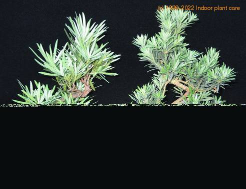 Podocarpus bonsai primerjava