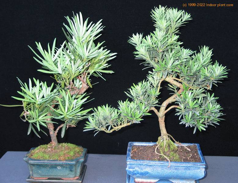 podocarpus bonsai primerjava