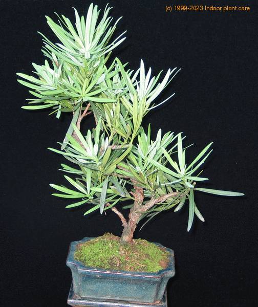 podocarpus bonsai sirokolistni