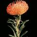 Protea leucospermum cordifolium 2069