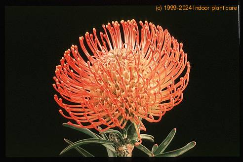 Protea leucospermum cordifolium 2070
